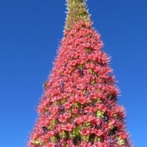 Hampe florale de Vipérine de Tenerife - Graines d'Echium wildpretii