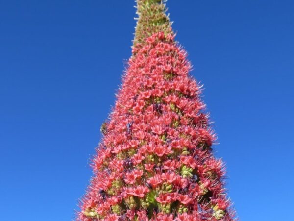 Hampe florale de Vipérine de Tenerife - Graines d'Echium wildpretii