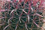 Ferocactus gracilis subsp. gracilis - Détails des épines