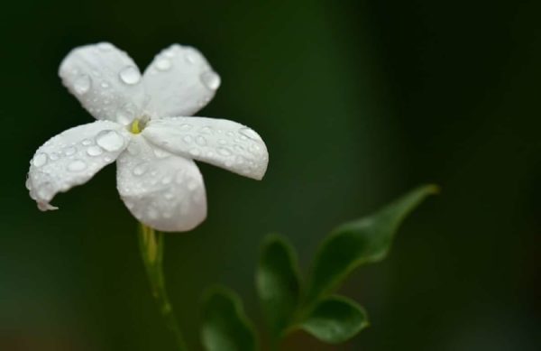 Jasminum officinale - Détails d'une fleur