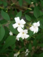 Jasminum officinale - Fleurs et feuilles