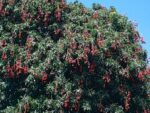 Litchi chinensis - Vue générale