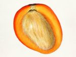 Mangifera indica - Coupe longitudinale d'un fruit
