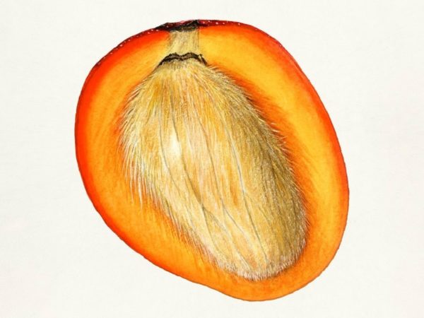 Mangifera indica - Coupe longitudinale d'un fruit