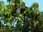 Mangifera indica - Fruits et feuilles