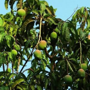 Mangifera indica - Fruits et feuilles