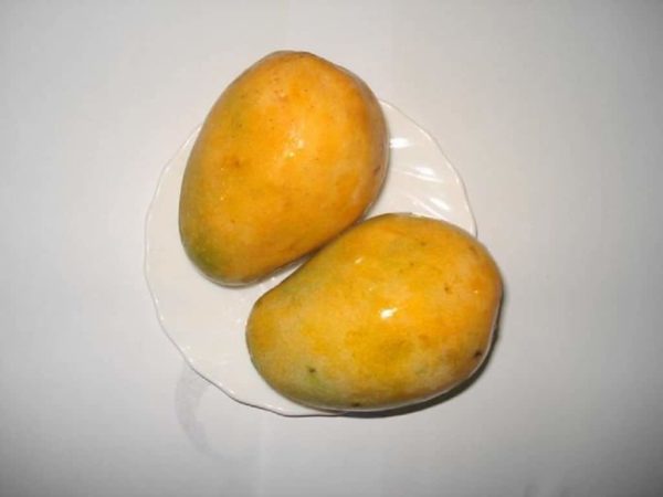 Mangifera indica - Fruits mûrs