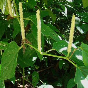 Piper arboreum - Inflorescence