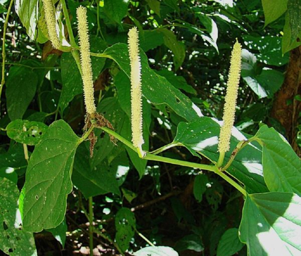Piper arboreum - Inflorescence