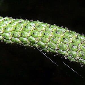 Fruits de Piper arboreum Aubl., Fructification de Gajapippali, graines de Piper arboreum Aubl., graines de Gajapippali
