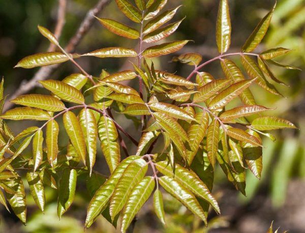 Pistacia terebinthus - Jeunes feuilles