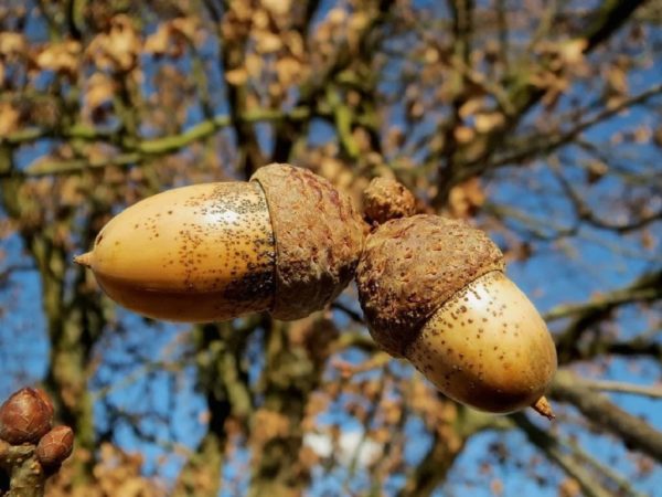 Quercus robur - Fruits
