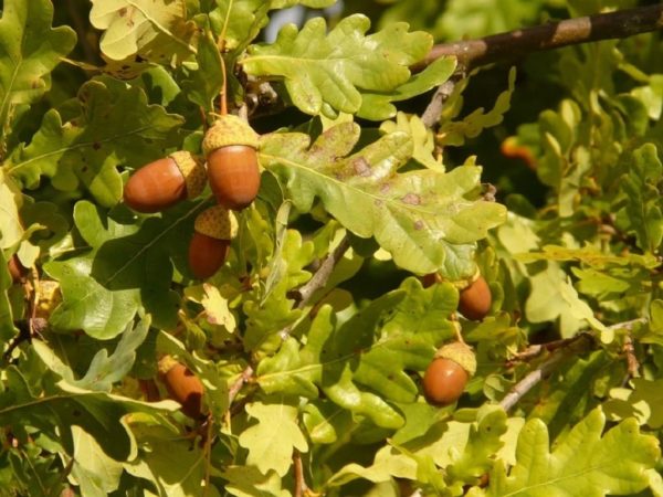 Quercus robur - Fruits et feuilles