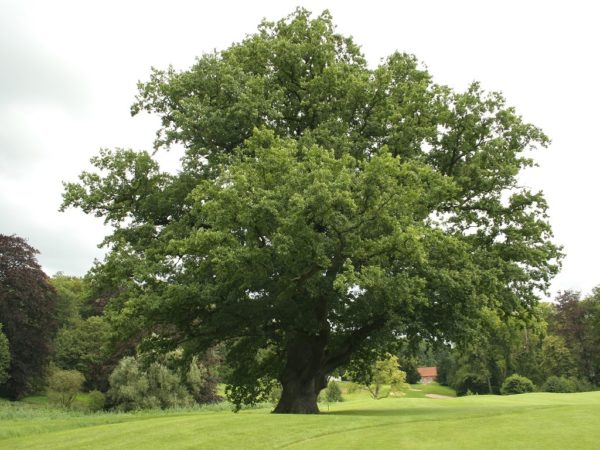 Quercus robur - Vue générale