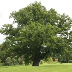 Quercus robur - Vue générale
