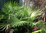 Rhapis multifida - Vue générale