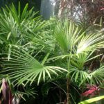 Rhapis multifida - Vue générale