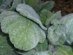 Salvia argentea - Détails d'une feuille