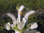 Salvia argentea - Détails d'une fleur