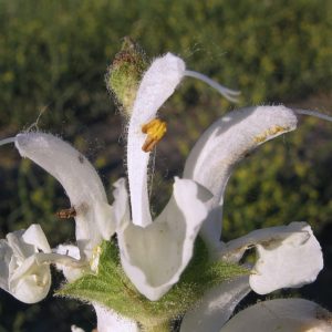 Salvia argentea - Détails d'une fleur