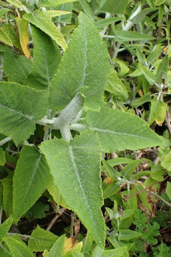Salvia canariensis - Détails d'une feuille