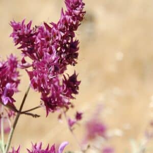 Fleur de Salvia canariensis, Fleurage de Sauge des Canaries, graines de Salvia canariensis, garines de Sauge des Canaries