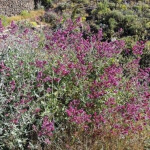 Fleur de Salvia canariensis, Fleurage de Sauge des Canaries, graines de Salvia canariensis, graines de Sauge des Canaries