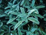 Salvia lavandulifolia - Jeunes feuilles