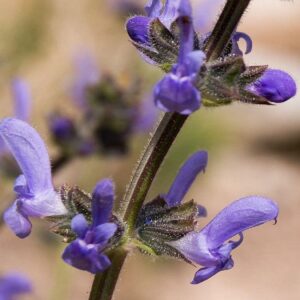 Graines de Salvia verbenaca, Graines de Sauge verveine