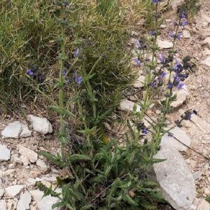 Graines de Salvia verbenaca, Graines de Sauge verveine