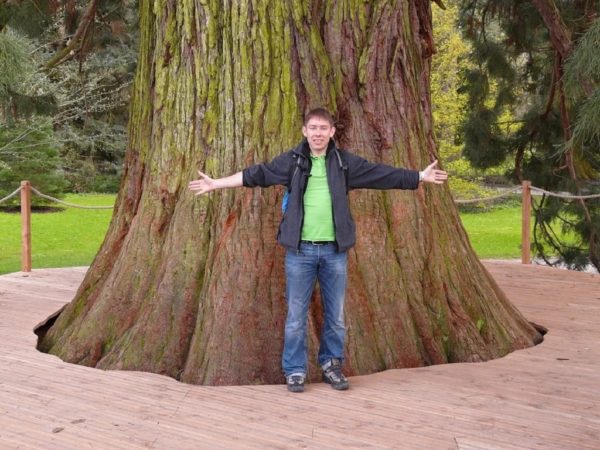 Sequoia géant - Grandeur d'un tronc