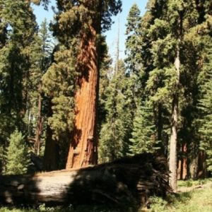 Sequoia géant - Peuplement