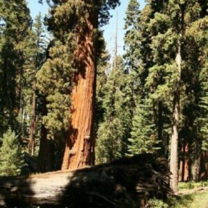 Sequoia géant - Peuplement