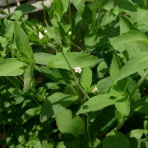 Stevia rebaudiana - Feuilles et fleurs