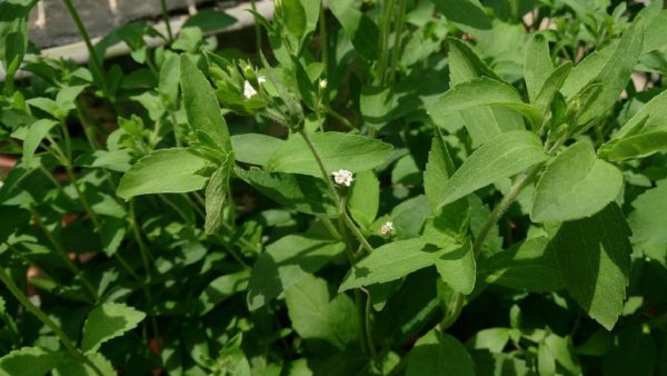 Stevia rebaudiana - Feuilles et fleurs