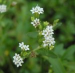 Stevia rebaudiana - Fleurs