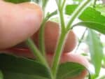Stevia rebaudiana - Tige pubescente