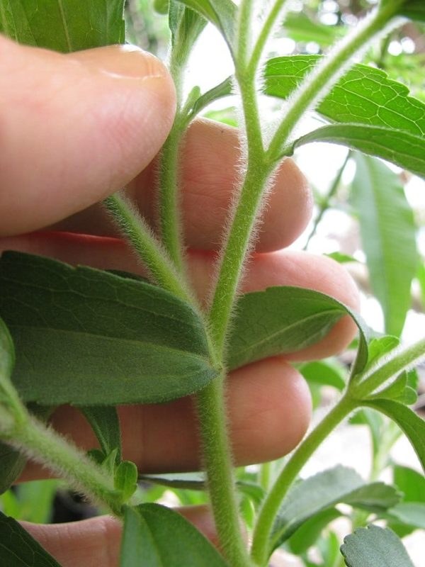 Stevia rebaudiana - Tige pubescente