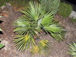 Trachycarpus fortunei - Vue de haut