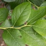 Vaccinium corymbosum - Détail des feuilles