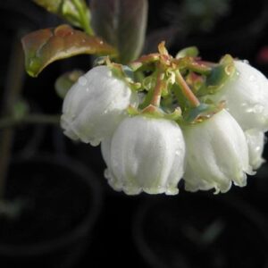 Graines de Vaccinium corymbosum, graines de Myrtillier à corymbes