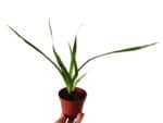 Jeune plant Dracaena draco, plant dragonnier des Canaries en pot
