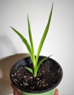 Dracaena draco - Jeune plant