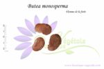 Graines de Butea monosperma, Butea monosperma seeds