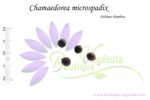 Graines de Chamaedorea microspadix, Chamaedorea microspadix seeds