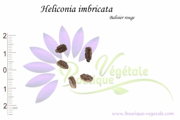 Graines d'Heliconia imbricata,Heliconia imbricata seeds