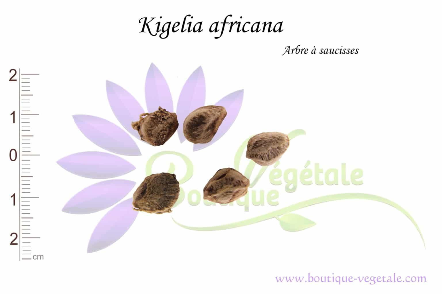 SAFLAX - Graines D'Arbre à Saucisses (Kigelia Pinnata) - 10 Graines - Plante Africaine Curieuse - 2