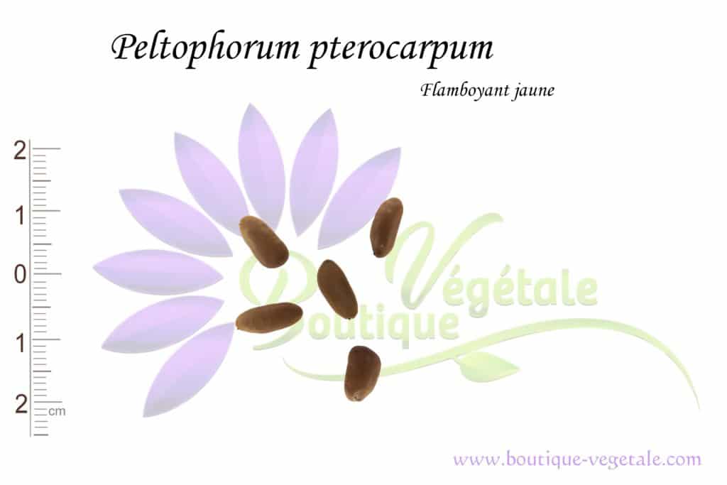 Graines de Peltophorum pterocarpum, Peltophorum pterocarpum