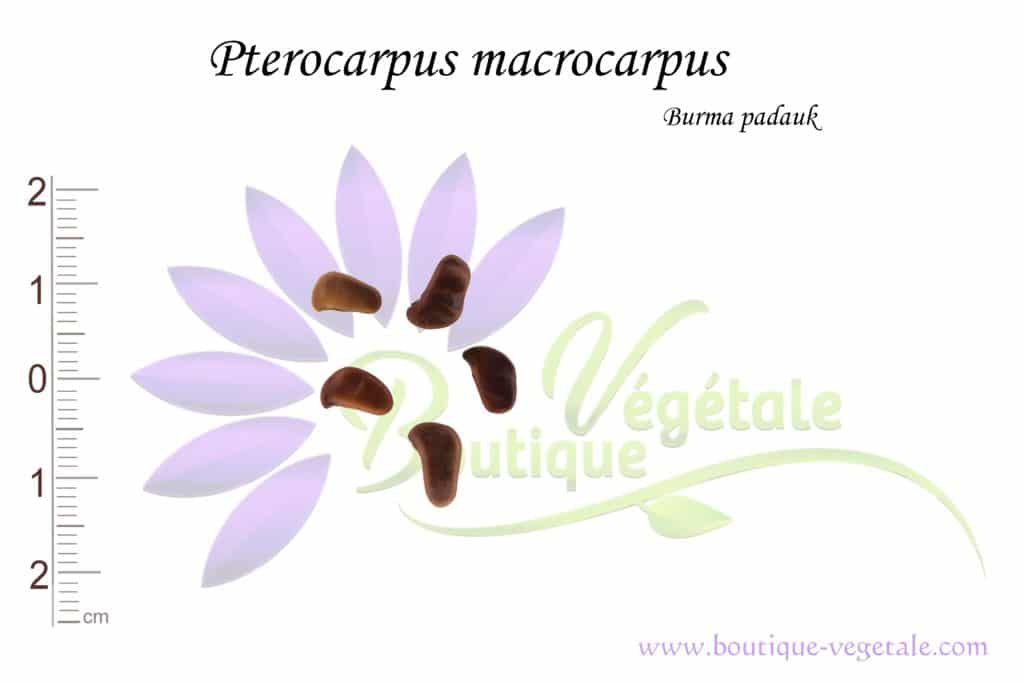 Graines de Pterocarpus macrocarpus, Pterocarpus macrocarpus seeds