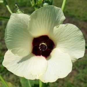 Abelmoschus esculentus - Détail d'une fleur